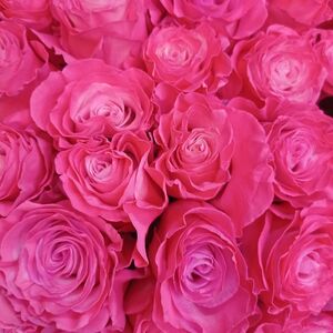 Розовые розы 60 см
